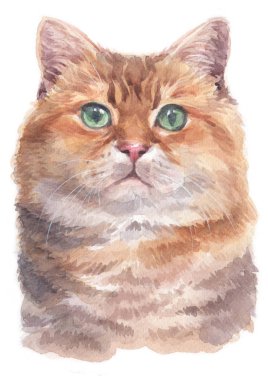 Hosico Cat 052 'nin sulu boya resmi