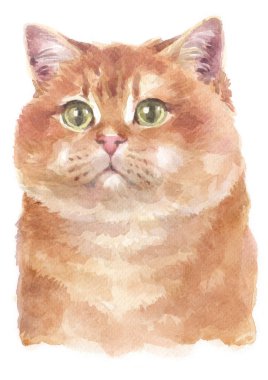 Hosico Cat 055 'in sulu boya resmi