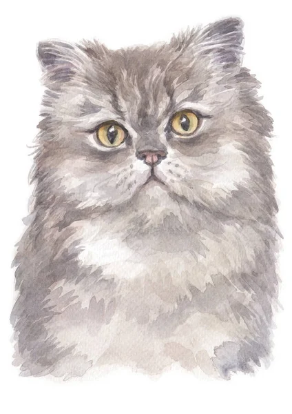 Water Colour Painting Persian Cat 005 — Stock Photo, Image