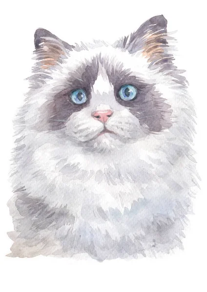 Water Colour Painting Ragdoll Cat 008 — Stock Photo, Image