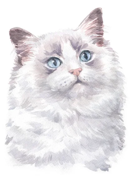 Water Colour Painting Ragdoll Cat 009 — Stock Photo, Image