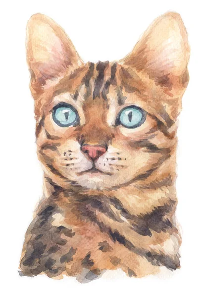 Water Colour Painting Bengal Cat 011 — Stock Photo, Image