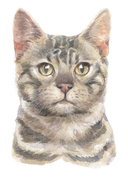 Water colour painting of Bengal cat 010