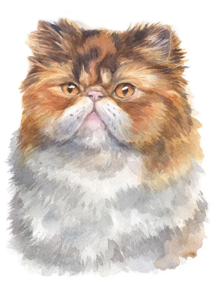 Water Colour Painting Persian Furry Cat 018 — Stock Photo, Image