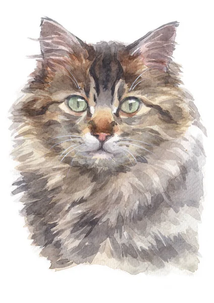 Aquarelle Maine Coon Cat 024 — Photo