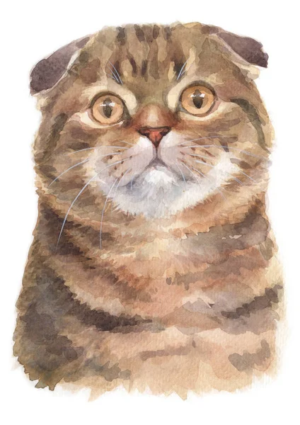 Water Colour Painting Scottish Fold Shorthair Cat 028 — Stock Photo, Image