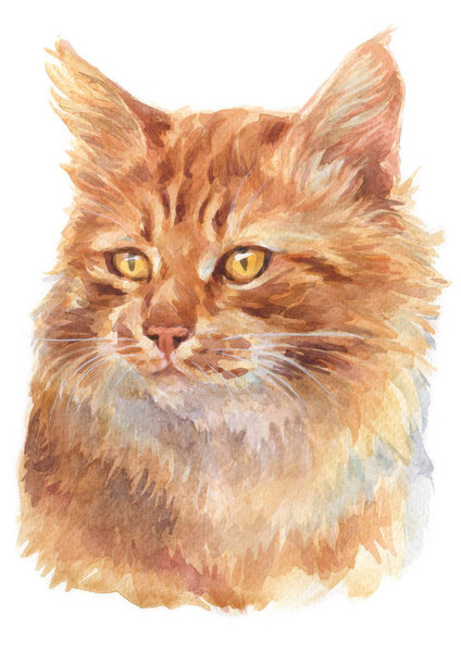 Water colour painting of Ginger longhair Cat 027