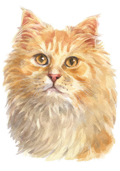 Water colour painting of Ginger longhair Cat 029