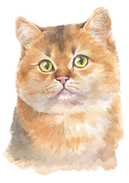 Water colour painting of Scottish shorthair Cat 032