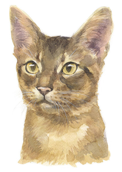 Water colour painting of Abyssinian shorthair Cat 031