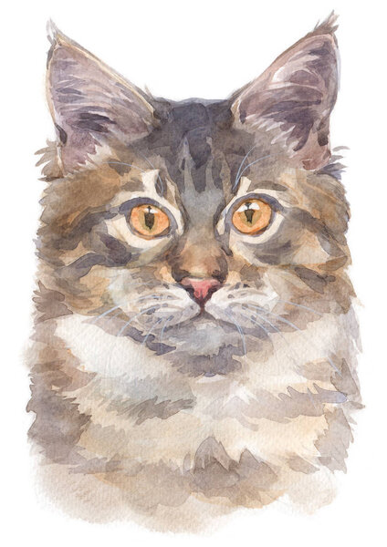 Water colour painting of Maine Coon Cat 035