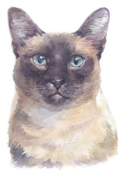 Water Colour Painting Siamese Shorthair Cat 038 — Stock Photo, Image
