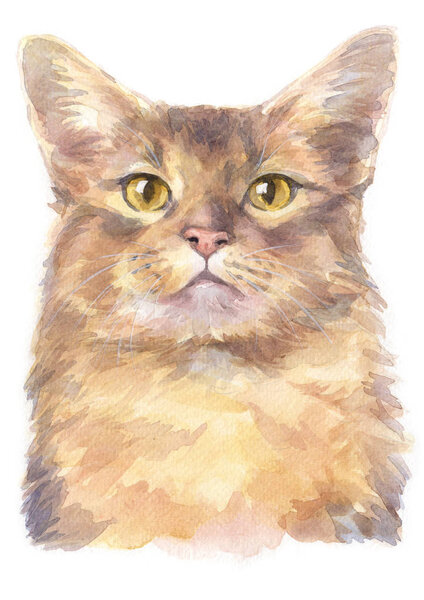 Water colour painting of Somali shorthair Cat 037