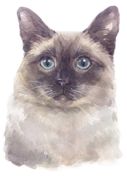 Water Colour Painting Siamese Shorthair Cat 039 — Stock Photo, Image