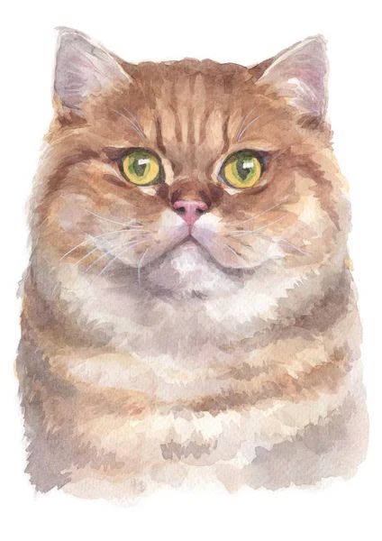 Water Colour Painting British Shorthair Cat 040 — Stock Photo, Image