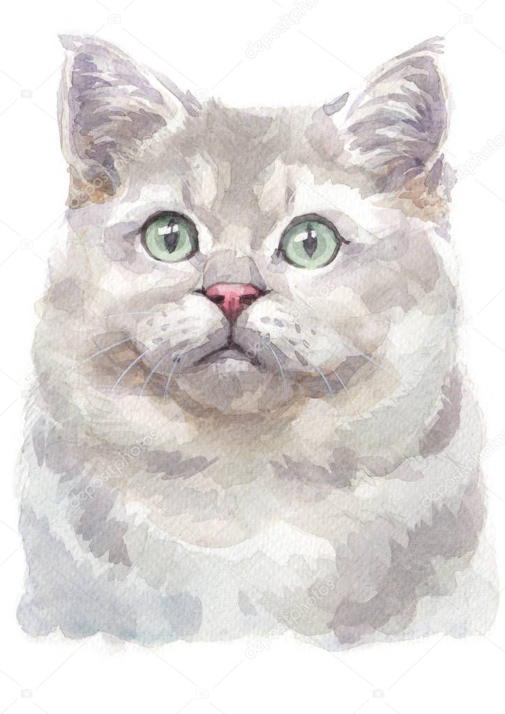 Water colour painting of British shorthair Cat 033