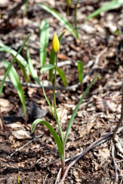 Bahçedeki sarı bozkır lalesi