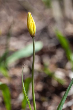 Bahçedeki sarı bozkır lalesi