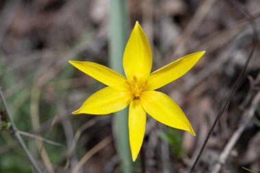 Bahçedeki sarı bozkır lalesi