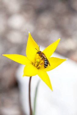 Sarı Çelik Lale Üstünde Arı