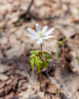 Ormanda bahar beyaz şakayığı