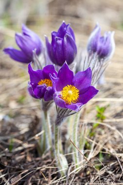 Çayırda çiçek açan pulsatilla, yakın plan.