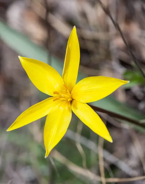 Tulipán Amarillo Estepa Flor Primavera — Foto de Stock