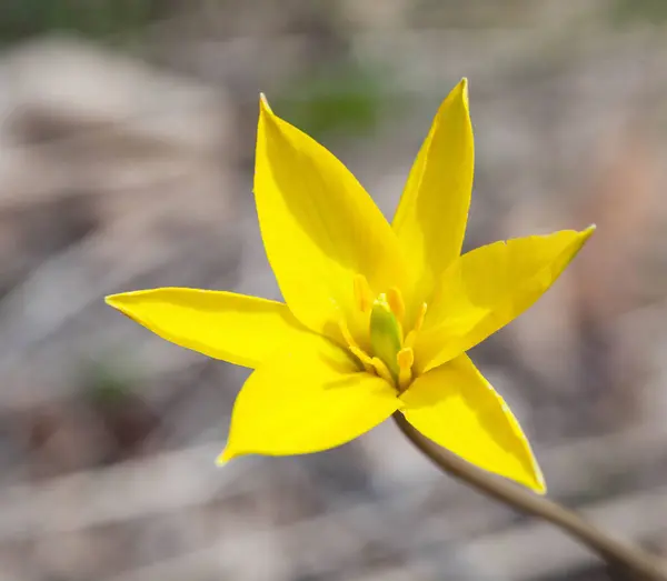 Tulipán Amarillo Estepa Flor Primavera — Foto de Stock