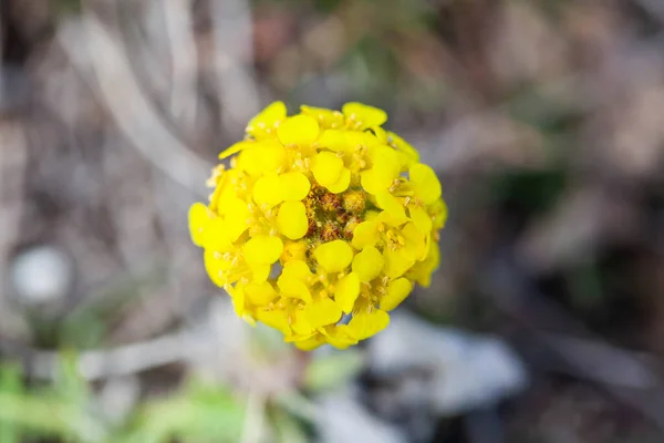 Primavera Flor Caléndula Amarilla Macro — Foto de Stock