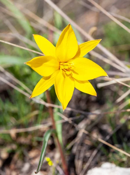 Hermoso Tulipán Amarillo Primer Plano — Foto de Stock