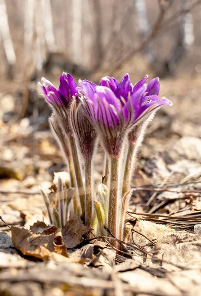 Pulsatilla Flores Primavera Púrpura — Foto de Stock