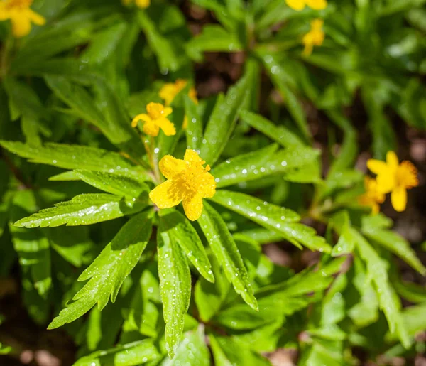 Flor Celidonia Gotas Agua — Foto de Stock