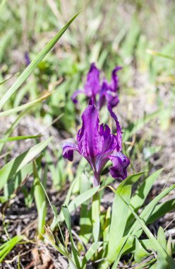 Ormandaki güzel göz.