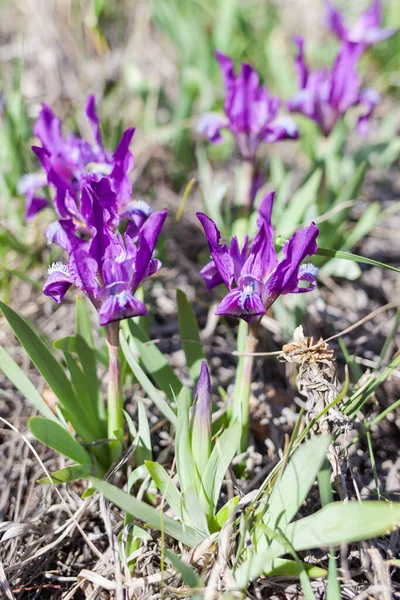 Montón Iris Silvestres Claro Bosque — Foto de Stock