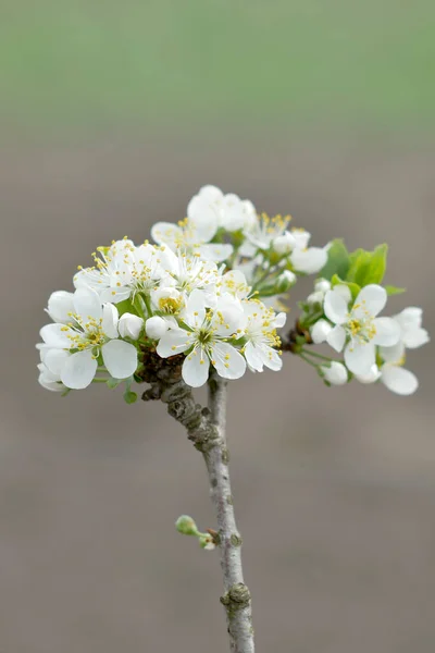 Apple Branch Flowering Flowers White Flowers Apple Blossom — Stock Photo, Image