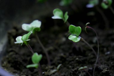 Küçük lahana fidanları, organikler, hidroponikler, makro fotoğrafçılık.