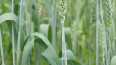 Yeşil buğday tarlası, buğday tarlası, yeşil buğday kamera hareketi soldan sağa