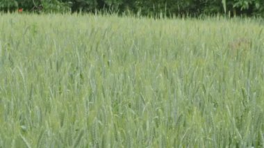 Yeşil buğday tarlası, buğday tarlası, yeşil buğday kamera hareketi soldan sağa