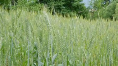 Buğday tarlası, yeşil buğday