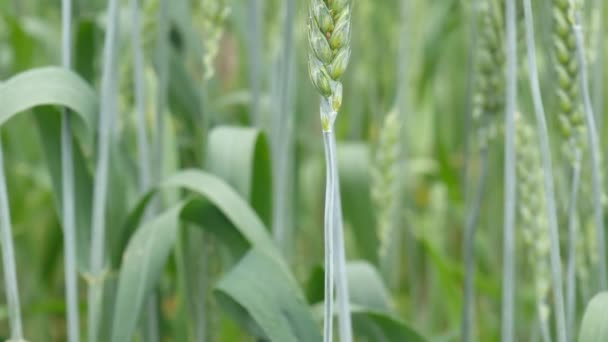 Groen Tarweveld Tarweveld Groen Tarwecameraverkeer Van Links Naar Rechts — Stockvideo