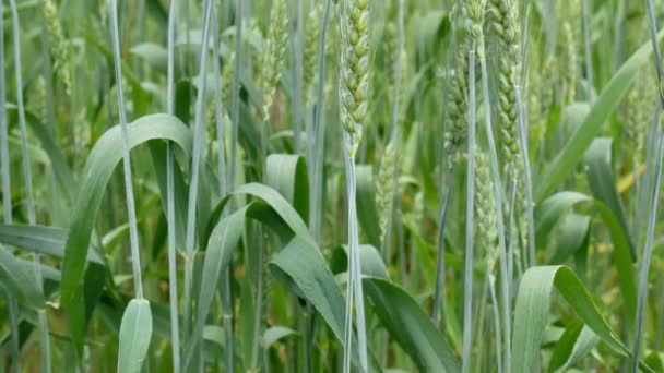 Groene Tarwe Camerabeweging Van Bodem Tot Berg Close — Stockvideo