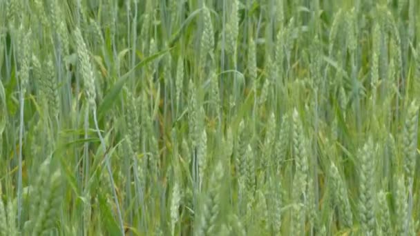 Green Wheat Camera Downhill Motion — Stock Video