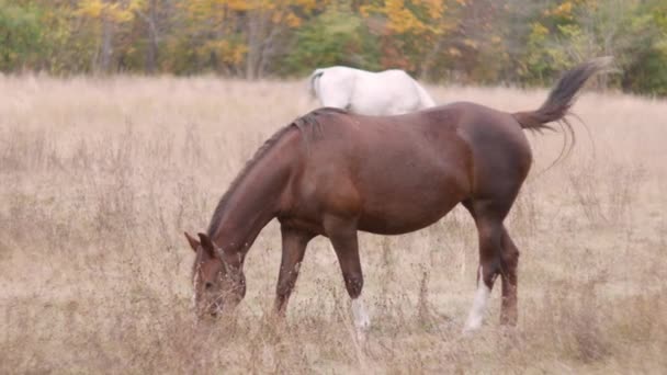 Nidificare Cavallo Sullo Sfondo Della Foresta Autunnale Pizzicando Erba — Video Stock