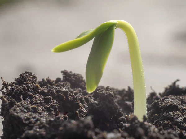 Não Florescendo Broto Planta Pepino Macro Com Solo — Fotografia de Stock