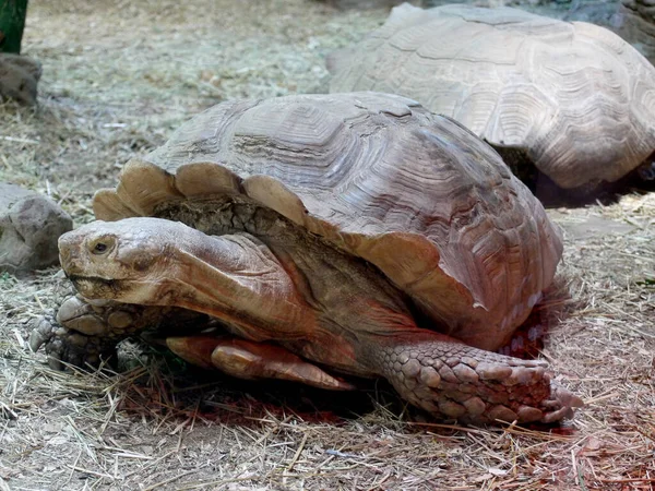 Close up of Giant turtles resting in the garden. Portrait of a giant tortoise, big turtle crawling in park. Beautiful Tortoise.