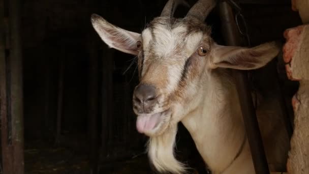 パドックでヤギは干し草を食べる 美しいヤギがカメラを見ている 農場の動物だ 村の牛 — ストック動画