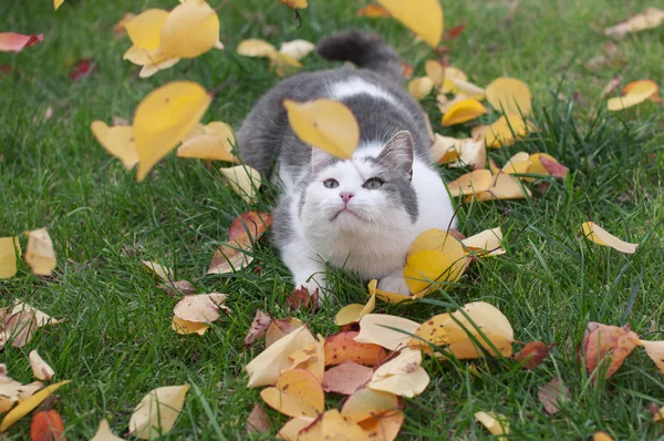 Güzel pofuduk bir kedi sonbaharda doğanın kuru yapraklarına oturur.