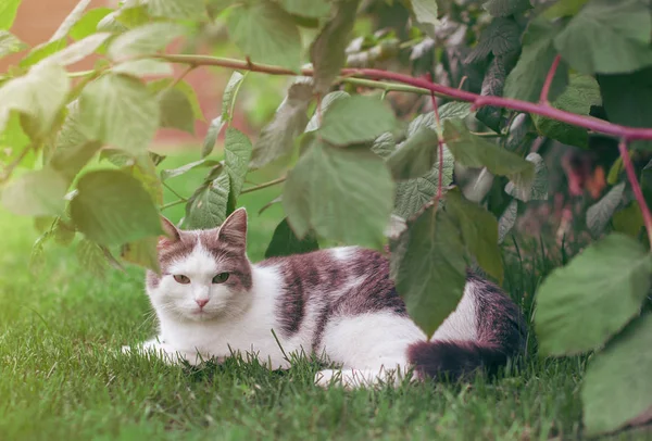 Gris el hermoso gato está experimentando descontento sentado en gr —  Fotos de Stock