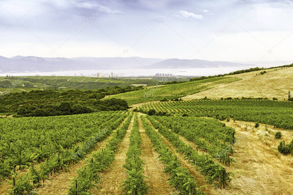 Landscape of grape fields