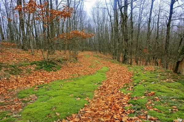 Camino en bosque de otoño — Foto de Stock